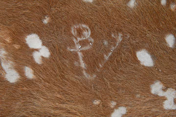 7' x 7' 3 Cowhide Leather Freeform Rug