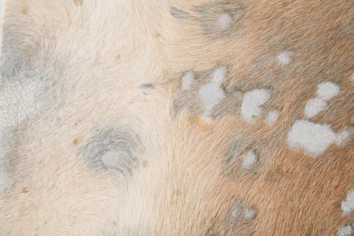 7' x 7' 3 Cowhide Leather Freeform Rug