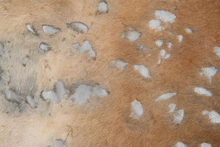 7' x 7' Cowhide Leather Freeform Rug