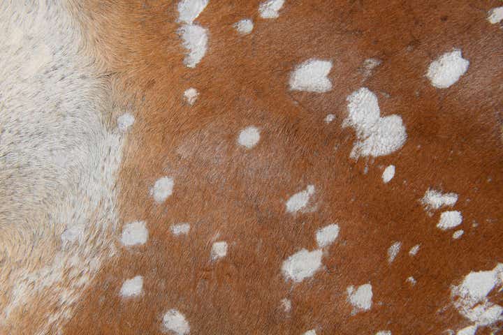 6' 2 x 6' 10 Cowhide Leather Freeform Rug