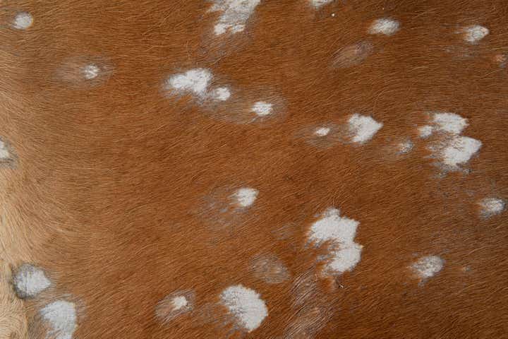 6' 5 x 6' 10 Cowhide Leather Freeform Rug