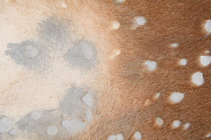 6' x 6' 4 Cowhide Leather Freeform Rug