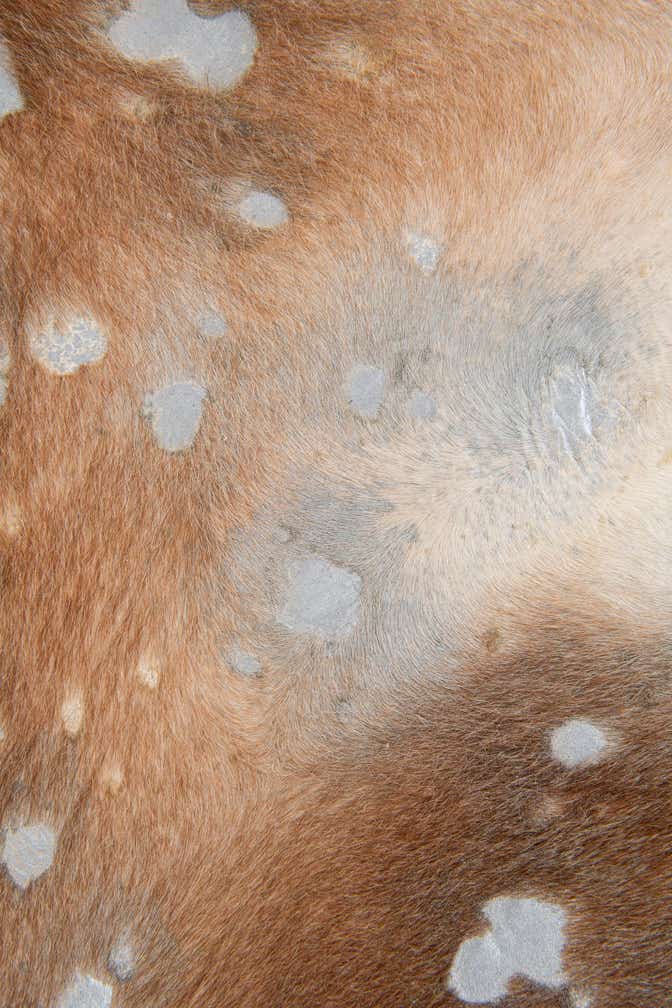 6' x 6' 4 Cowhide Leather Freeform Rug