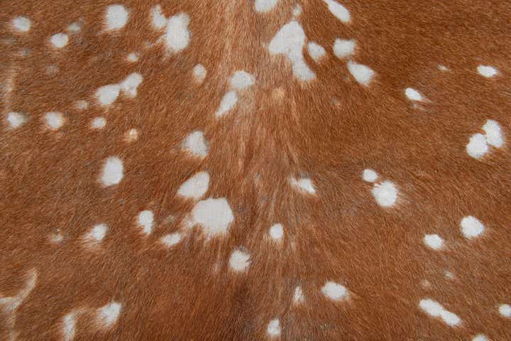 6' x 6' 4 Cowhide Leather Freeform Rug