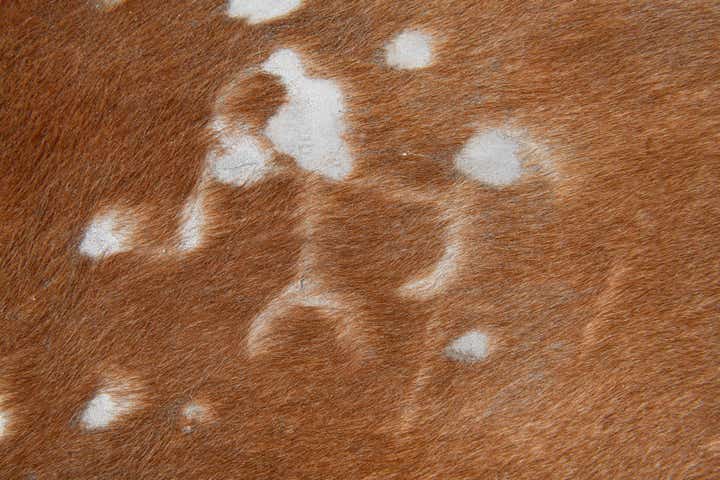 6' x 6' 4 Cowhide Leather Freeform Rug