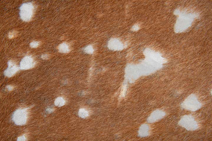 6' x 6' 4 Cowhide Leather Freeform Rug