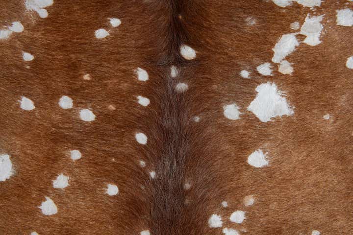 6' 3 x 6' 10 Cowhide Leather Freeform Rug