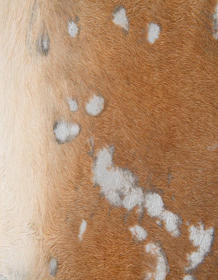 Detail image of 6' 6 x 7' 1 Cowhide Leather Freeform Rug