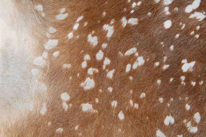 7' 2 x 7' 4 Cowhide Leather Freeform Rug