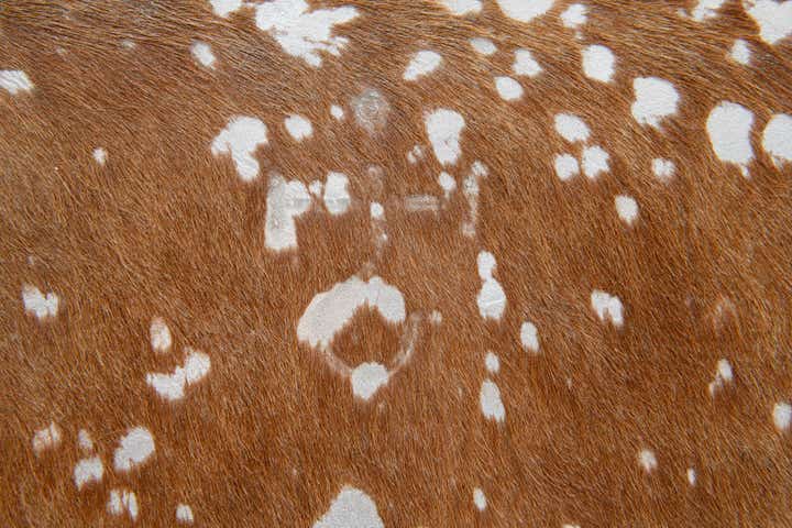 7' 2 x 7' 4 Cowhide Leather Freeform Rug