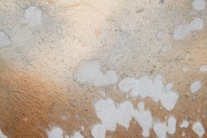 6' 8 x 7' 2 Cowhide Leather Freeform Rug