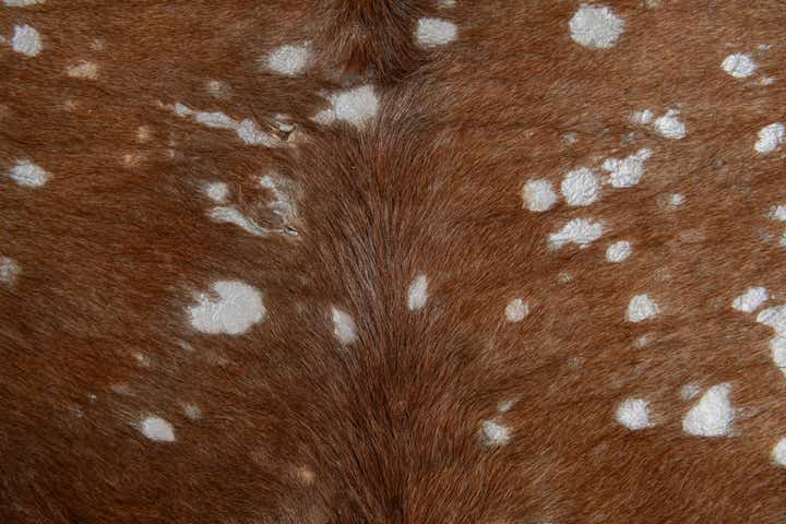 6' 7 x 7' 3 Cowhide Leather Freeform Rug