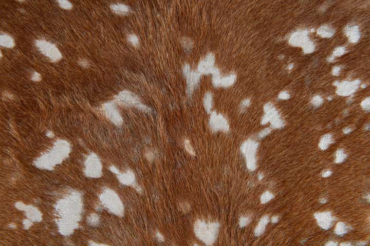 6' 7 x 7' 3 Cowhide Leather Freeform Rug
