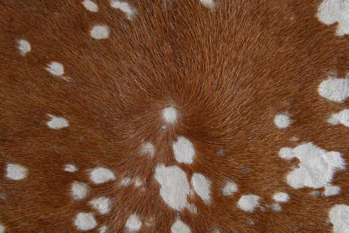 6' 7 x 7' 3 Cowhide Leather Freeform Rug
