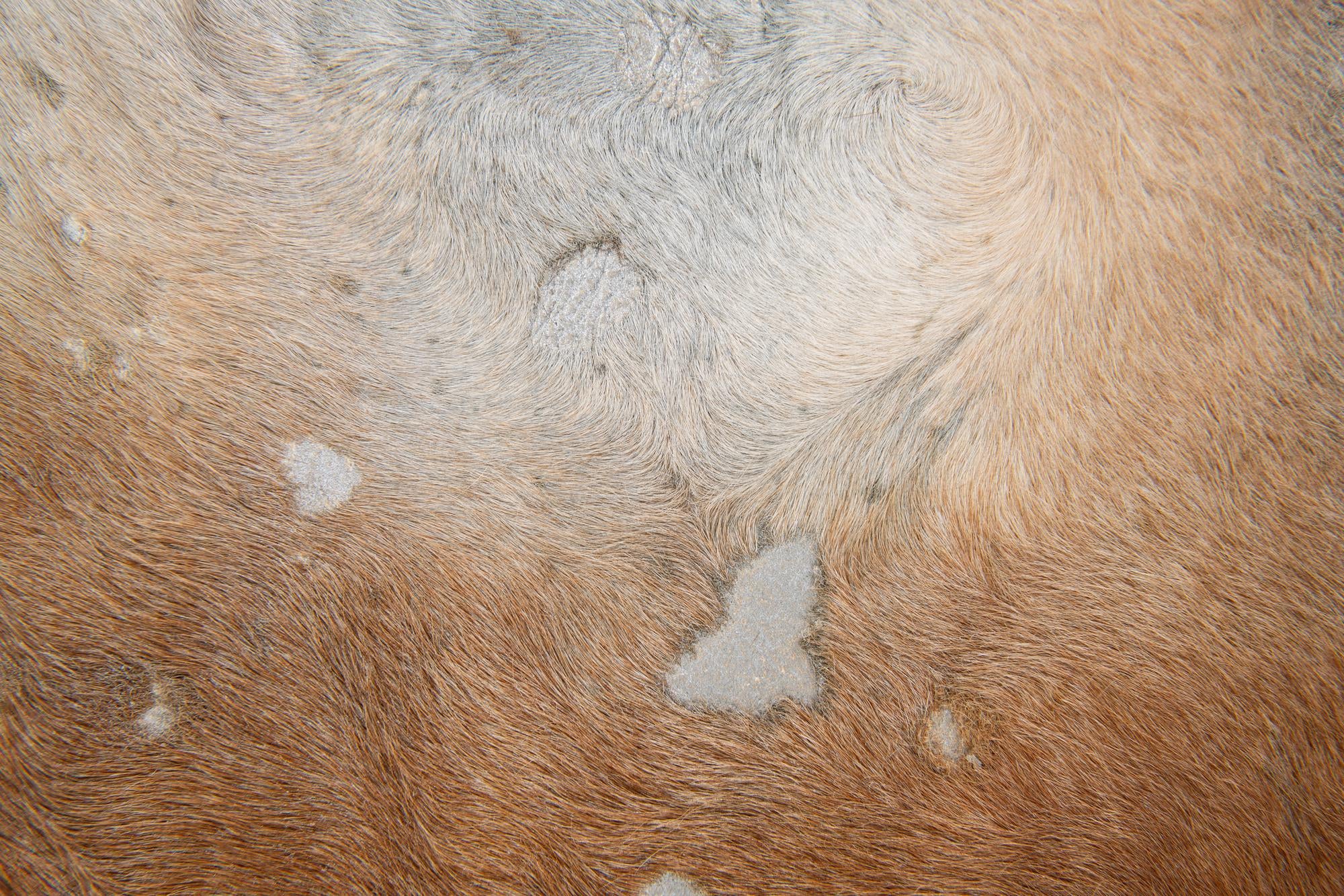 6' 7 x 7' 3 Cowhide Leather Freeform Rug