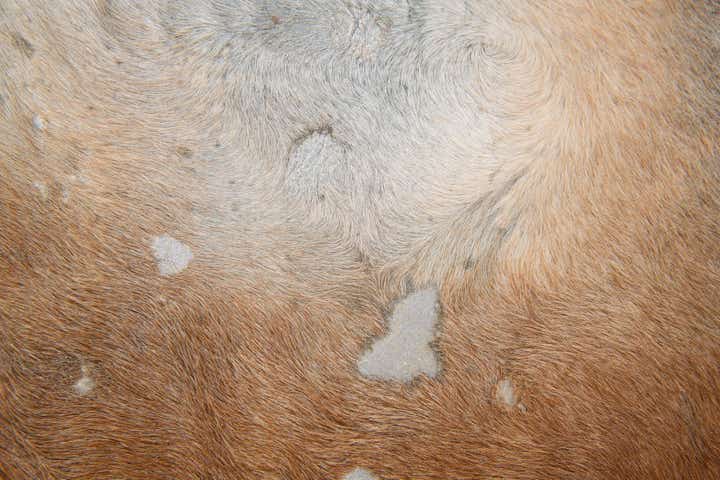 6' 7 x 7' 3 Cowhide Leather Freeform Rug
