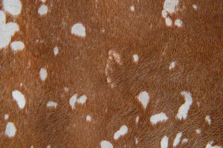 7' x 7' 6 Cowhide Leather Freeform Rug