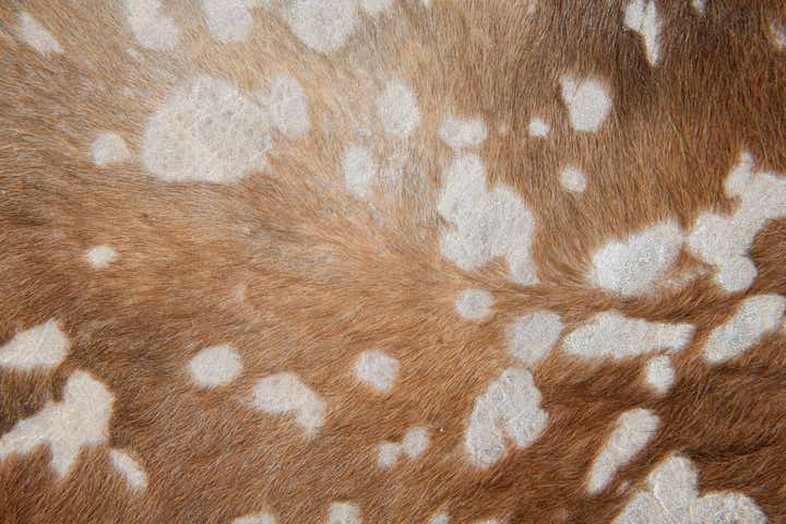 7' x 7' 6 Cowhide Leather Freeform Rug