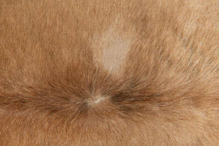 5' 2 x 5' 4 Cowhide Leather Square Rug