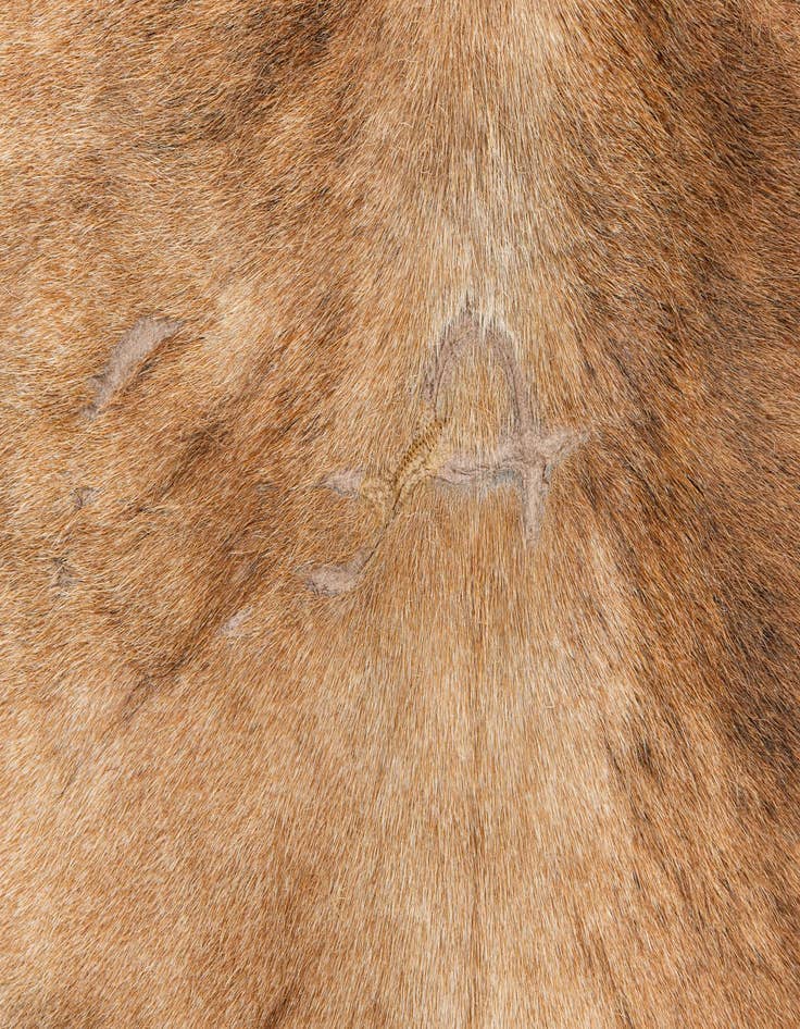 Detail image of 4' 1 x 4' 4 Cowhide Leather Square Rug