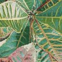 Color variant
