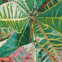 Color variant