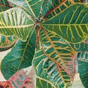 Color variant