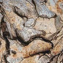 Color variant