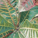 Color variant