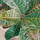 Color variant