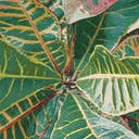 Color variant