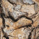 Color variant