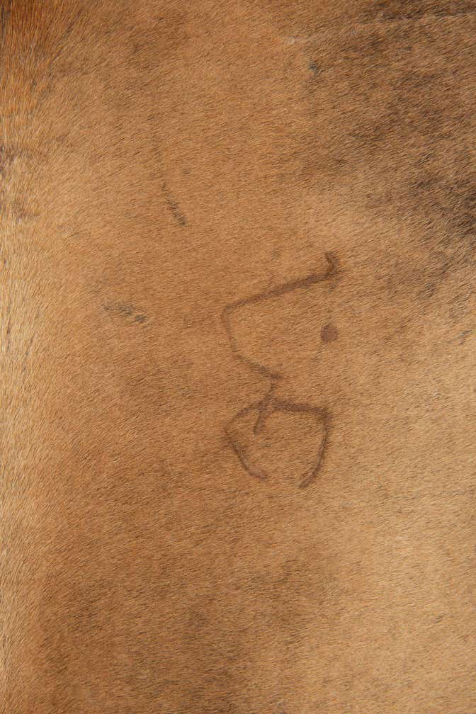 6' 2 x 6' 6 Cowhide Leather Square Rug