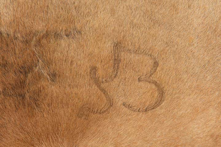 4' 4 x 4' 9 Cowhide Leather Square Rug