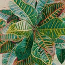 Color variant