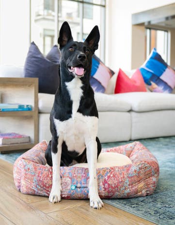 Premium Pet Bed