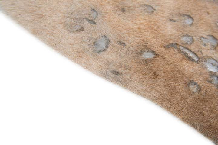 6' 6 x 7' Cowhide Leather Freeform Rug