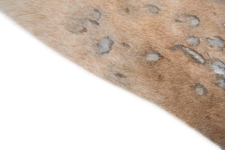 Detail image of 6' 6 x 7' Cowhide Leather Freeform Rug