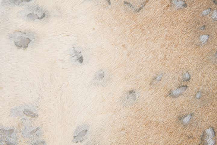 6' 6 x 7' Cowhide Leather Freeform Rug